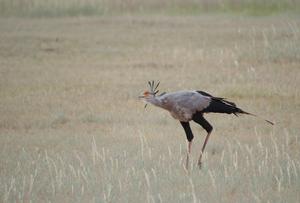 Secretarybird by Megan Murgatroyd
