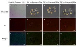 Figure 3 | Pixel-level, wavelength-addressable phototoxicity verification.