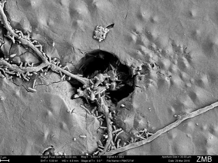 Direct Evidence of Biodegradation of Polymers in Agricultural Soil (4 of 5)