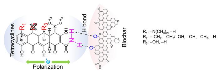 Molecular structure-dependent adsorption mechanisms of tetracycline antibiotics congeners on biochar