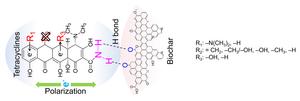 Molecular structure-dependent adsorption mechanisms of tetracycline antibiotics congeners on biochar