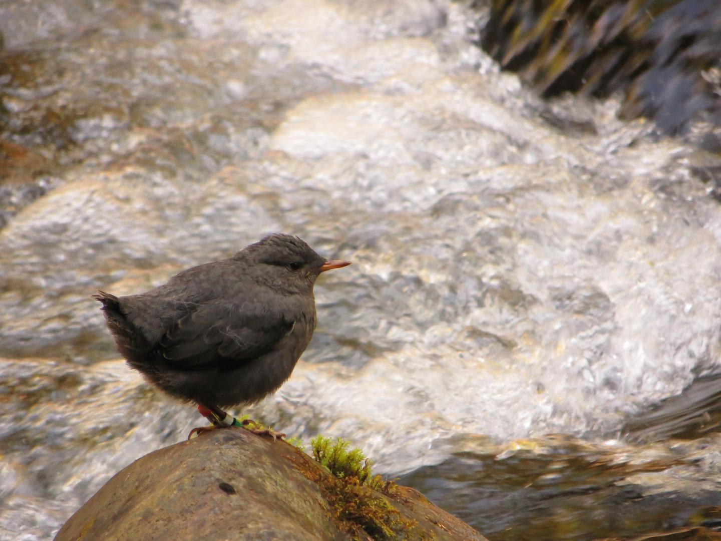 American Dipper