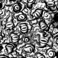 Stomata Picture