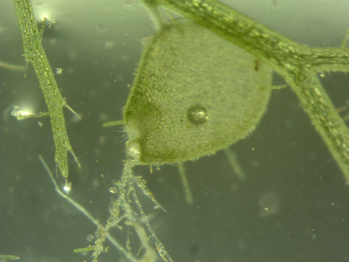 Utricularia