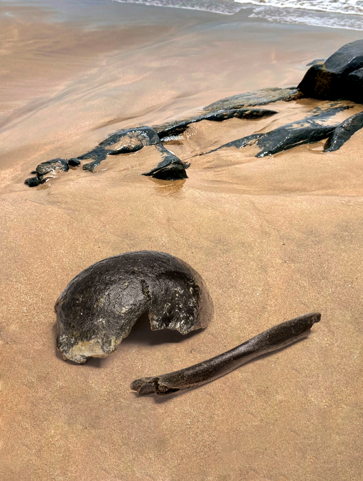 Doggerland fossils