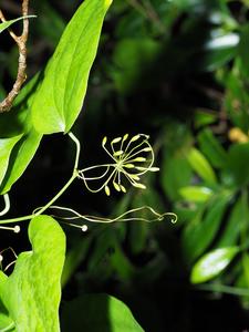 260406-Suetsugu-Fragrance-Male_flower