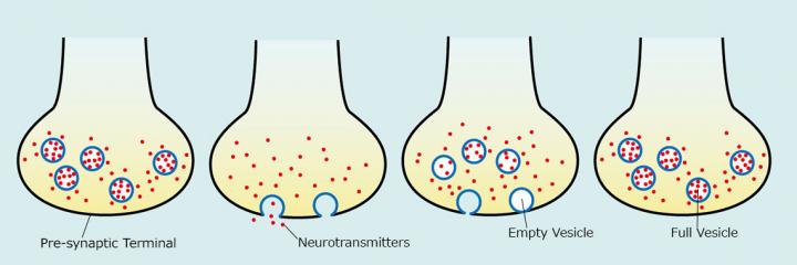 Vesicle Recycling