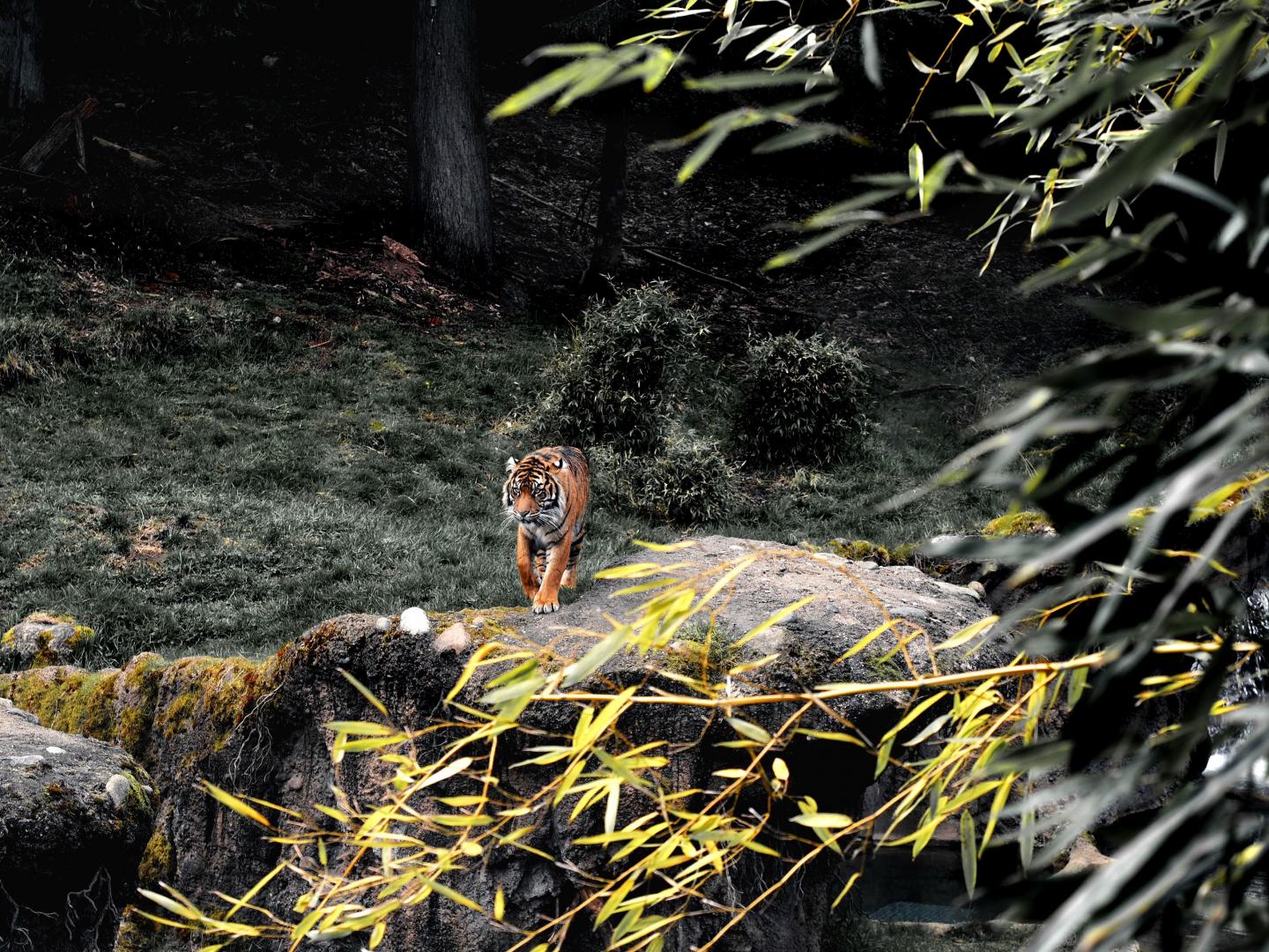 Lurking Tiger