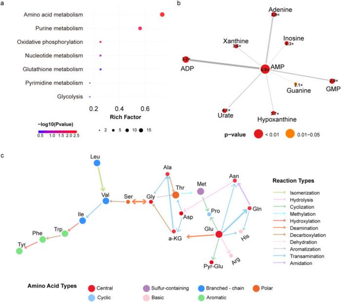 Pathway enrichment analysis reveals coordinated disruption of amino acid and purine metabolism in BCD