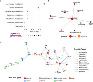 Pathway enrichment analysis reveals coordinated disruption of amino acid and purine metabolism in BCD