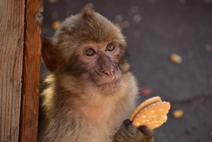 A macaque eats a biscuit left by tourists