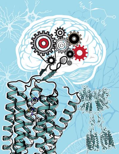 mGlu1 Receptor Illustration (1 of 3)