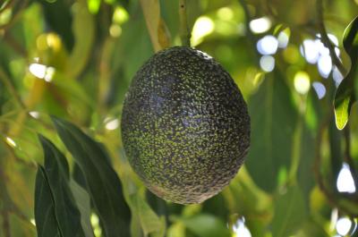 'GEM' Avocado