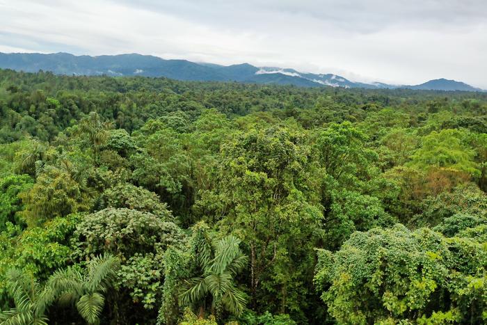 The Ecuadorian Chocó forest