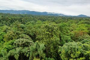 The Ecuadorian Chocó forest
