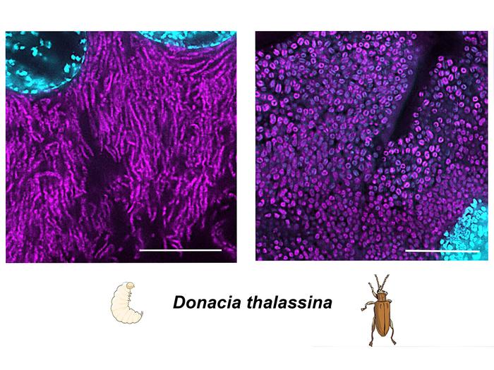 Fluorescence in situ hybridization (FISH) shows that symbiotic bacteria in reed beetle larvae have a different cell shape than in adult beetles.