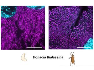 Fluorescence in situ hybridization (FISH) shows that symbiotic bacteria in reed beetle larvae have a different cell shape than in adult beetles.