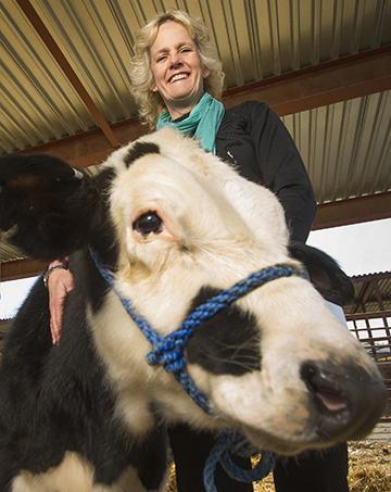 Gene Edited Calf