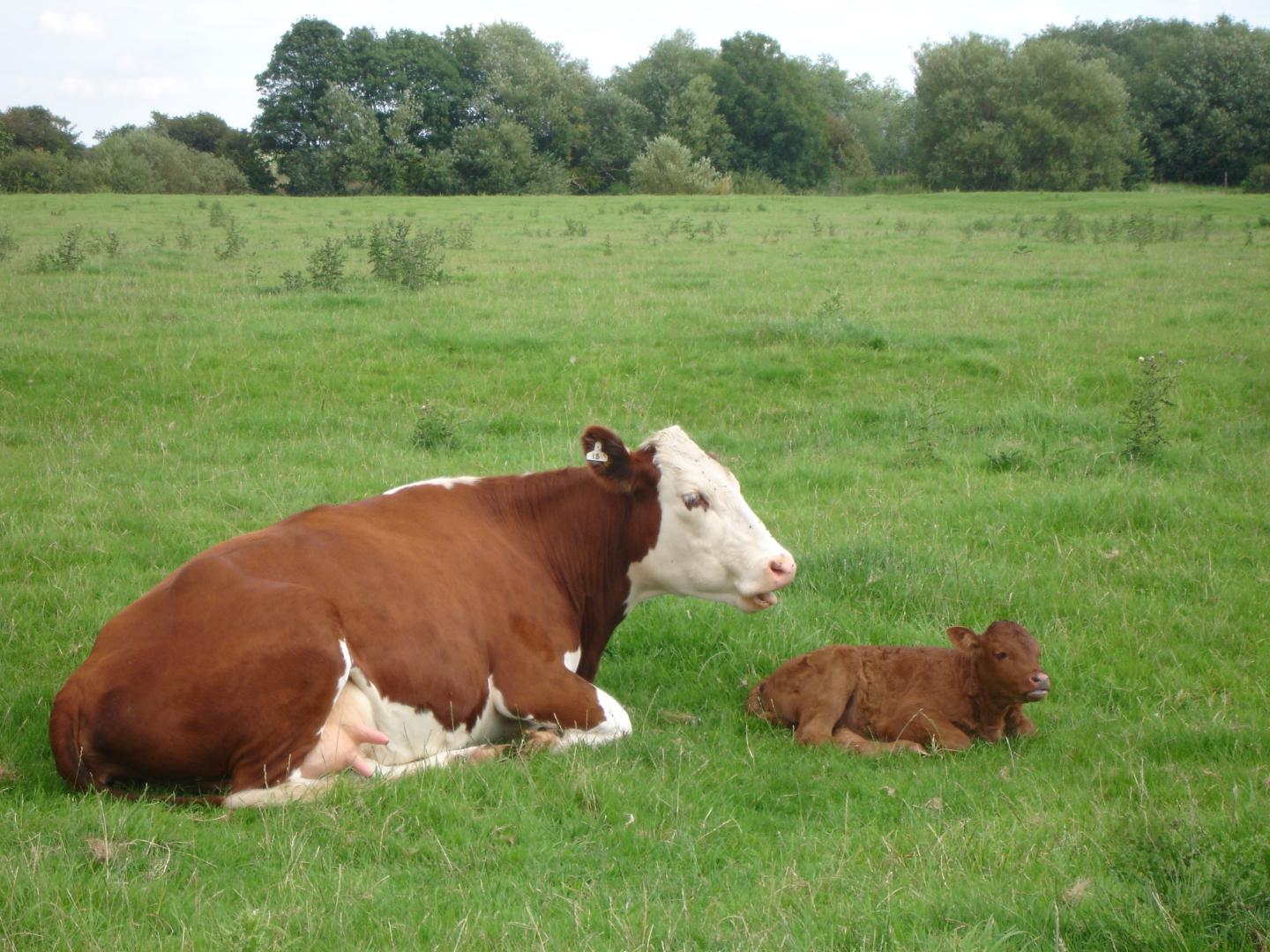 Cow and Calf