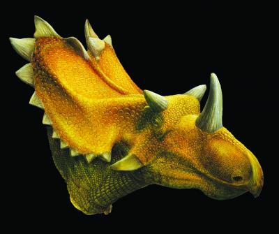 <i>Utahceratops</i> Reconstruction