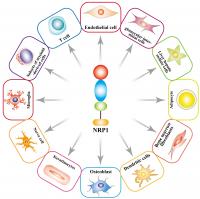 Unlocking New Avenues for Curing Cancer