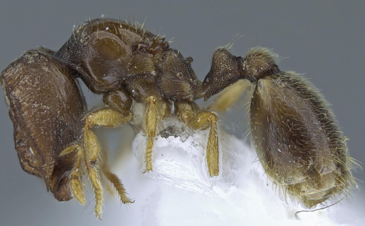 <em>Carebara phragmotica</em>