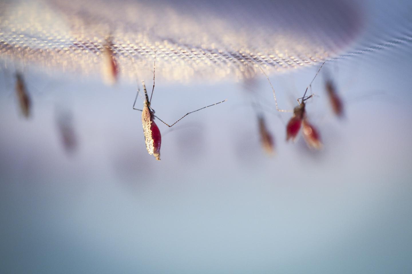 Mosquitoes Feeding