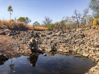 Sampling for Gouldian Finch eDNA