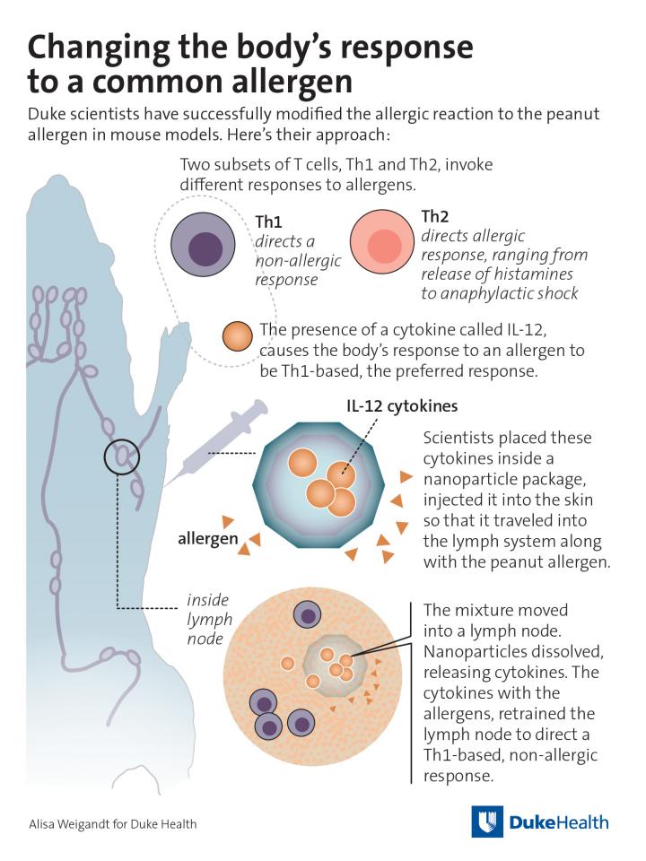 Changing the Body's Response to a Common Allergen
