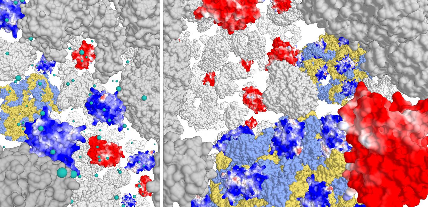 Interactions of Proteins with Different Charges with the Ribosome Compmlex