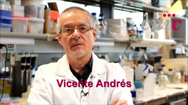 CNIC Scientists Discover a New therapeutic Target for Blocking Early Atherosclerosis in Progeria