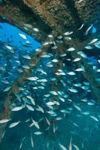 Artificial Reef Vertical
