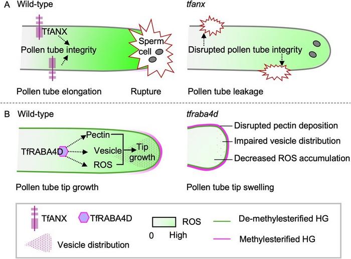 Schematic diagram of TfANX- and TfRABA4D-mediated pollen tube integrity and tip growth in T. fournieri.