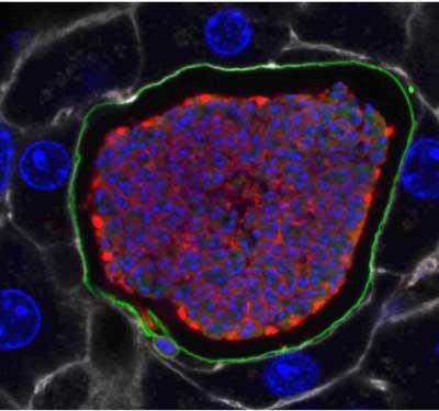 <i>Plasmodium</i>