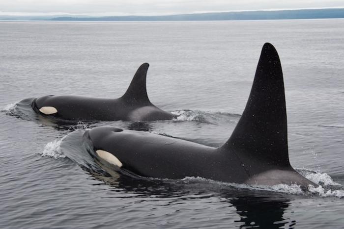 Northern Resident killer whales, British Columbia, Canada