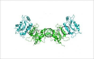3 Positions of Mutations in the 4-Protein Complex Called DNMT3A