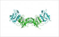 3 Positions of Mutations in the 4-Protein Complex Called DNMT3A