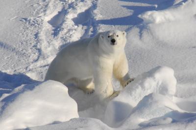 Greenland Polar Bear