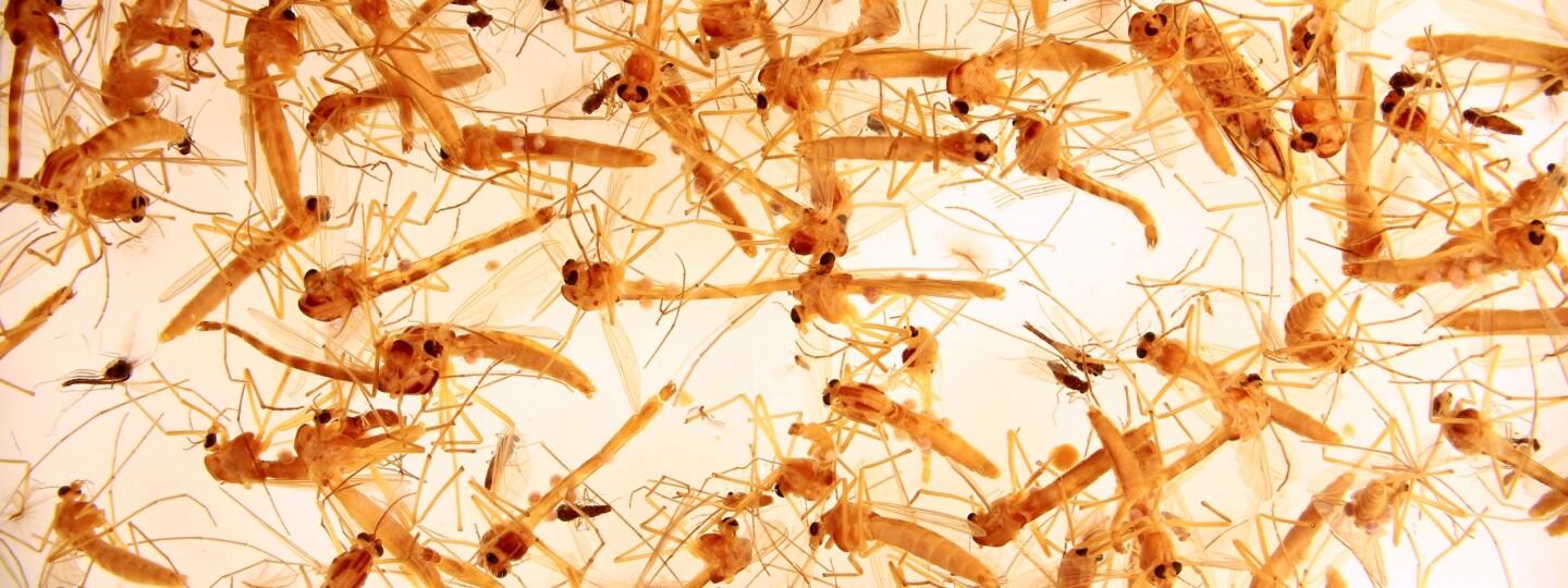 Chironomids.