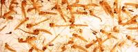 Chironomids.
