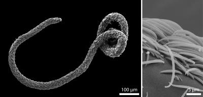 <i>Eubostrichus fertilis</i>