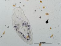 Parasite