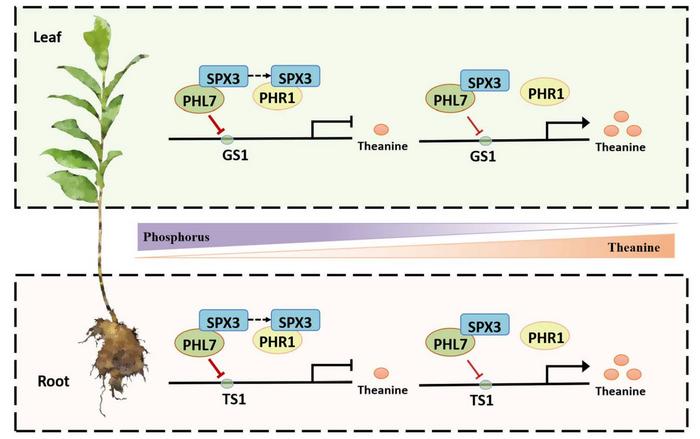 The working model for CsSPX3–CsPHL7–CsGS1/CsTS1 mediated Pi supply inhibition of theanine biosynthesis.