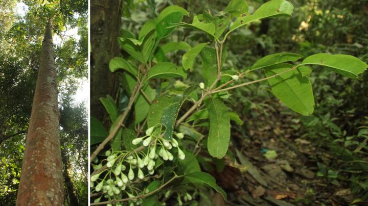 <i>Syzygium galanthum</i>