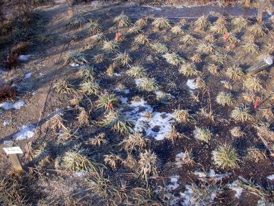 Climate Change Enhances Grassland Productivity (1 of 2)