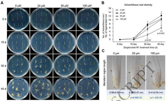 Integrative analysis of morphological alterations in P. ginseng adventitious roots following ZR1 treatment.
