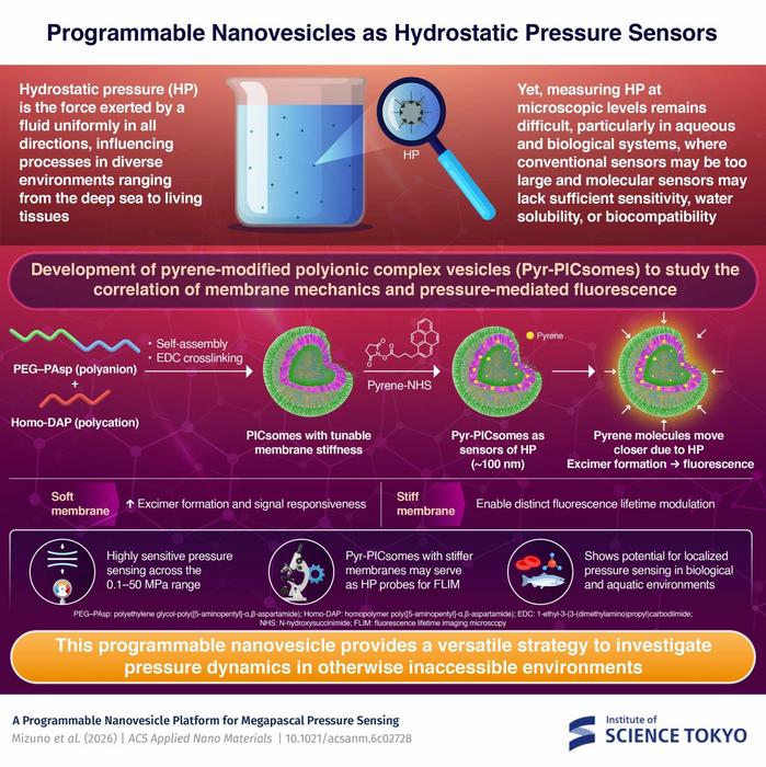 Novel programmable vesicle may serve as hydrostatic pressure sensors