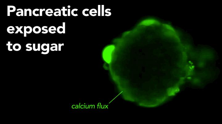Animation of Pancreatic Cells