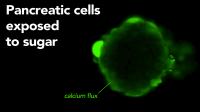 Animation of Pancreatic Cells