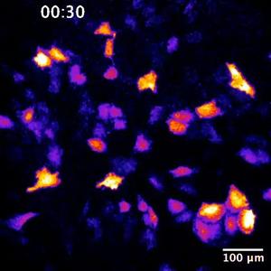 Bioluminescent light show